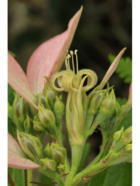 Pinckneya bracteata (Fevertree) #47334