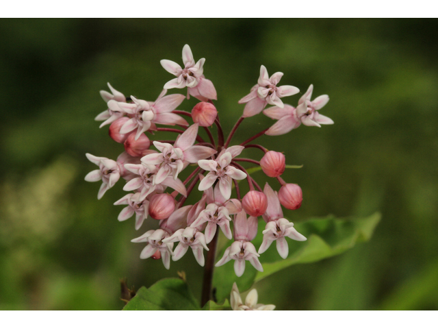 Asclepias quadrifolia (Fourleaf milkweed) #47348