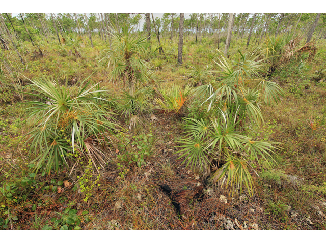 Coccothrinax argentata (Florida silver palm) #47352