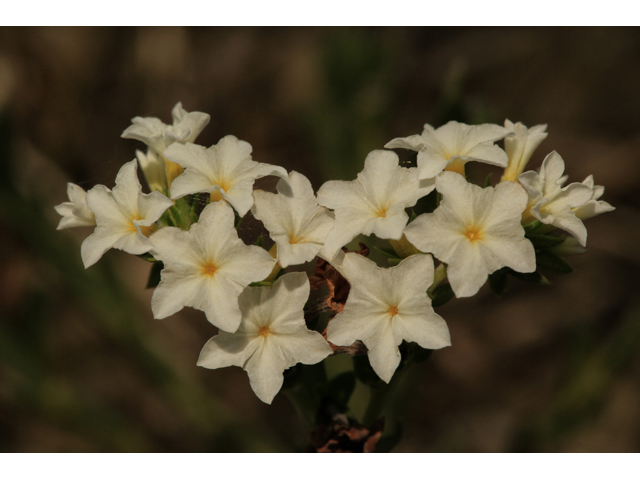 Heliotropium polyphyllum (Pineland heliotrope) #47361