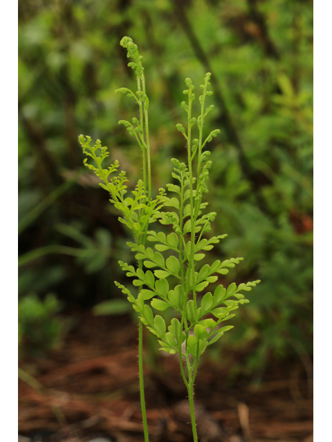 Anemia adiantifolia (Pine fern) #47365