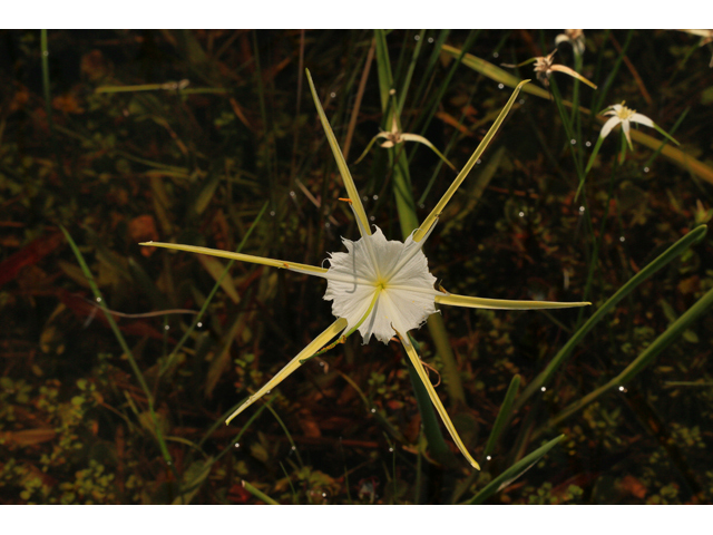 Hymenocallis palmeri (Alligator lily) #47372