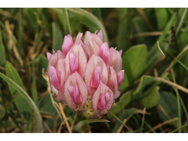 Trifolium dasyphyllum (Alpine clover) #48031