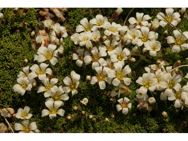 Minuartia obtusiloba (Twinflower sandwort) #48032