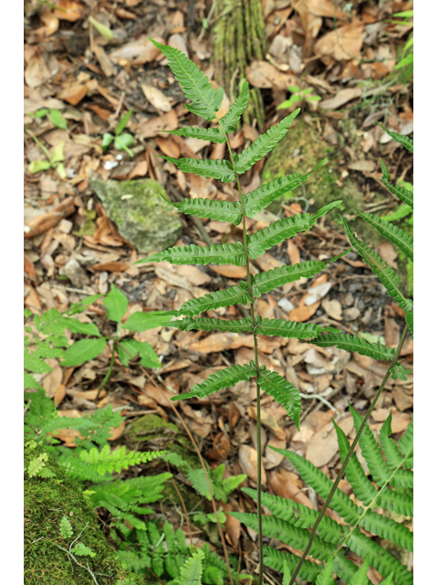 Thelypteris tetragona (Freetip maiden fern) #48040