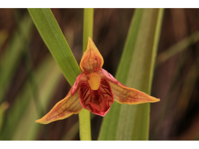 Epipactis gigantea (Stream orchid) #48047