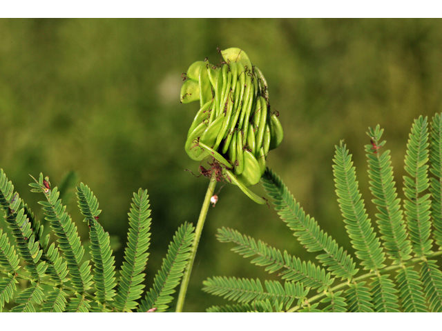 Desmanthus illinoensis (Illinois bundleflower) #48057