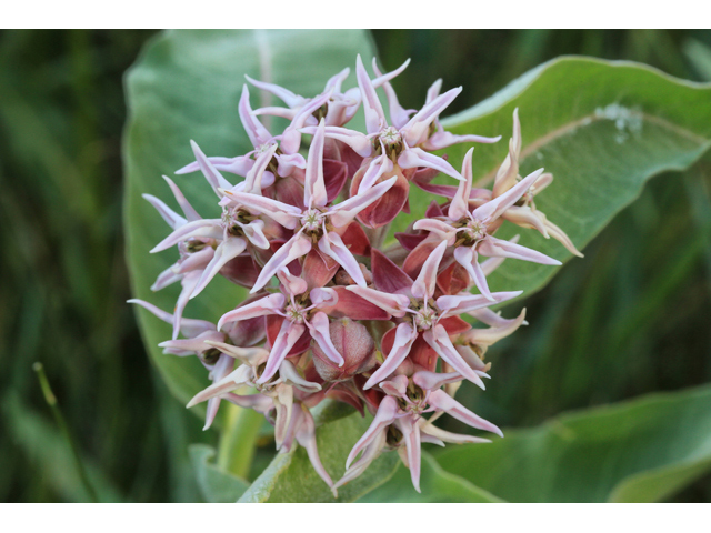 Asclepias speciosa (Showy milkweed) #48058