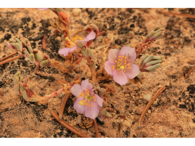 Phemeranthus brevifolius (Pygmy flameflower) #48063