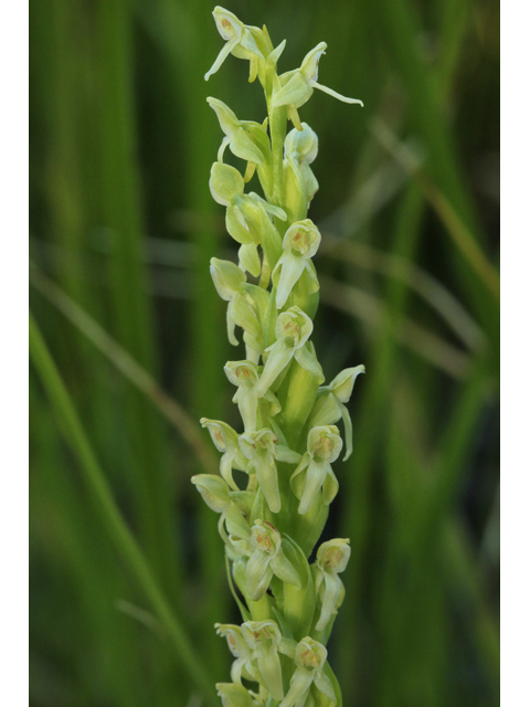Platanthera hyperborea (Northern green orchid) #48075