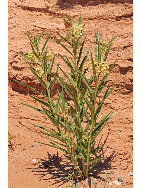 Asclepias labriformis (Utah milkweed) #48077