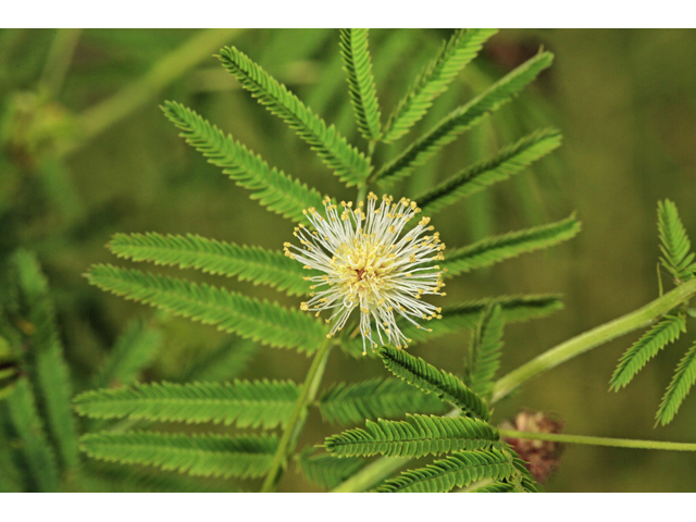 Desmanthus illinoensis (Illinois bundleflower) #48079