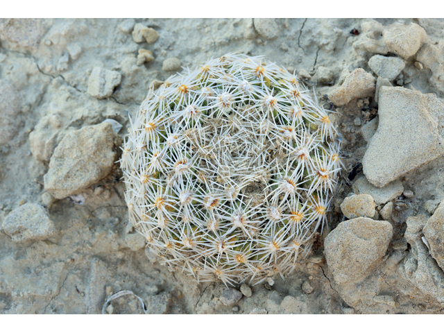 Pediocactus despainii (Despain's pincushion cactus) #48084