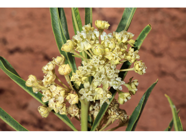 Asclepias labriformis (Utah milkweed) #48090