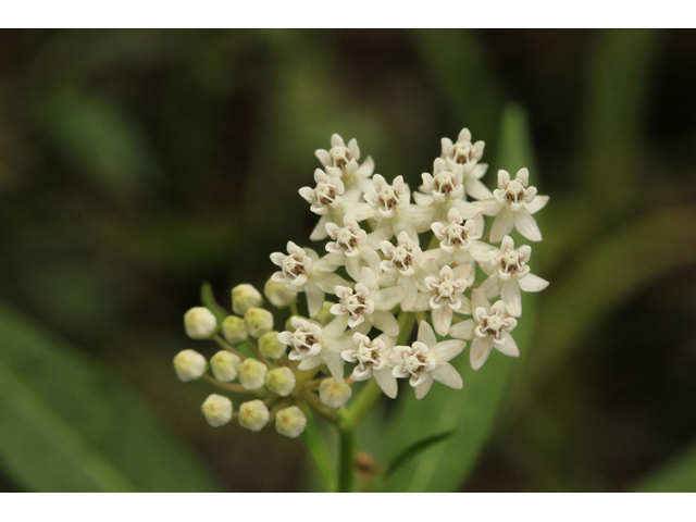 Asclepias perennis (White swamp milkweed) #48091