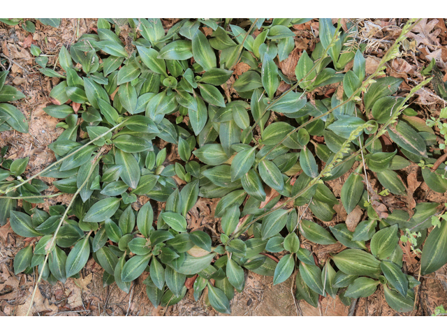Goodyera oblongifolia (Western rattlesnake plantain) #48106