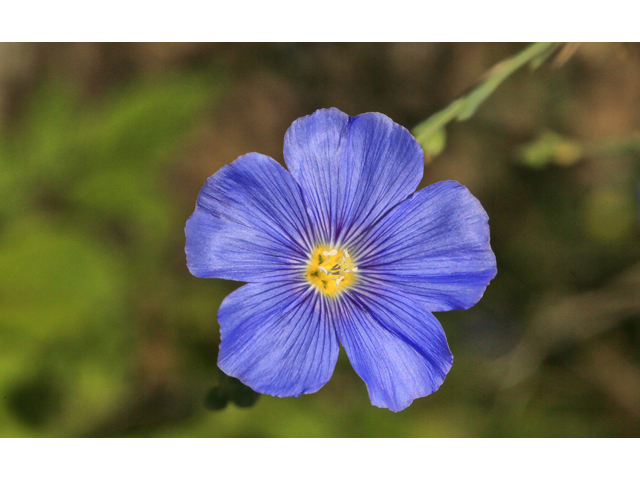 Linum lewisii (Wild blue flax) #48122