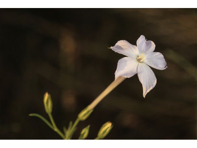Ipomopsis longiflora (Flaxflowered ipomopsis) #48123