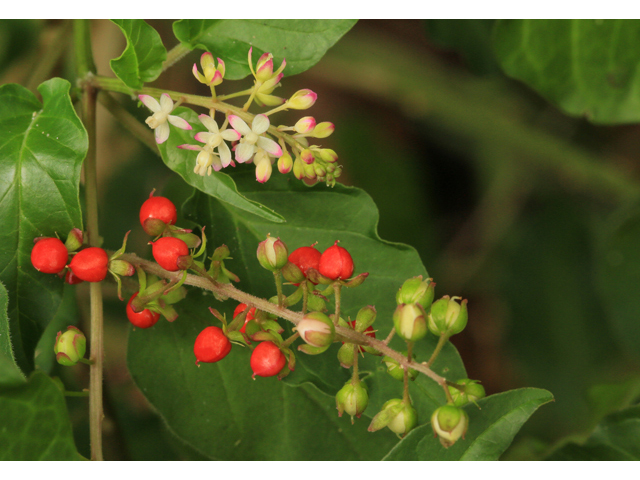 Rivina humilis (Pigeonberry) #48138