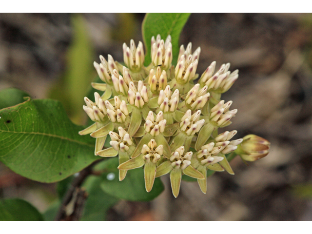 Asclepias curtissii (Curtiss's milkweed) #48152