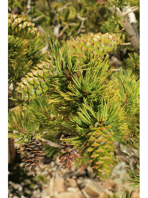 Pinus flexilis (Limber pine) #48158