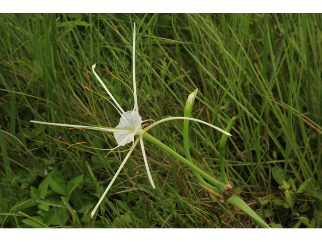 Hymenocallis puntagordensis (Punta gorda spiderlily) #48164