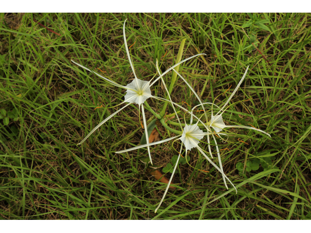 Hymenocallis puntagordensis (Punta gorda spiderlily) #48171