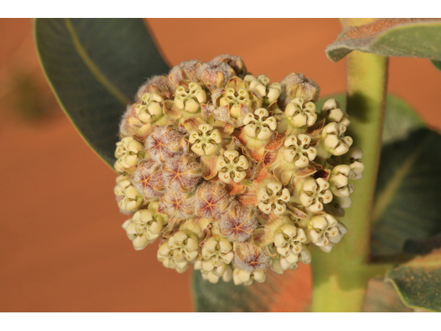 Asclepias welshii (Welsh's milkweed) #48173
