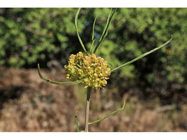 Asclepias rusbyi (Rusby's milkweed) #48181