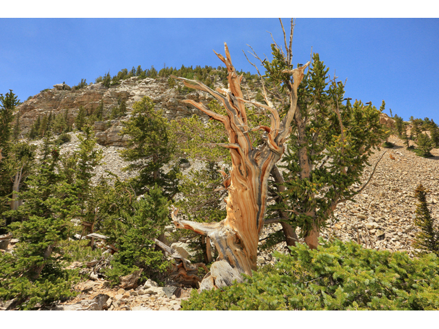 Pinus longaeva (Great basin bristlecone pine) #48189