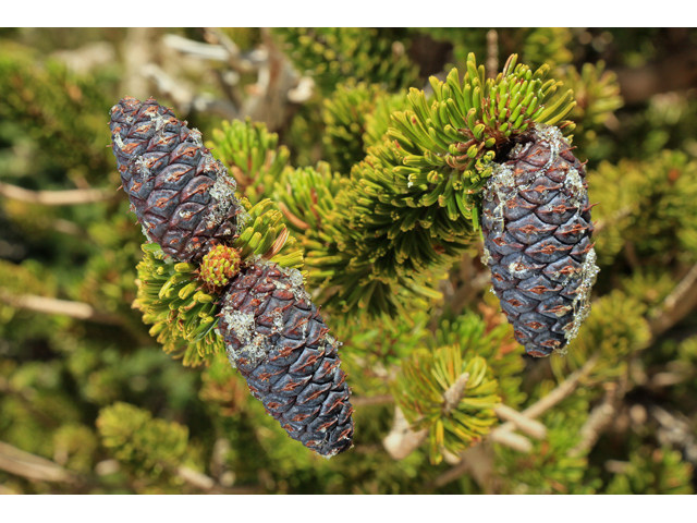 Pinus longaeva (Great basin bristlecone pine) #48191