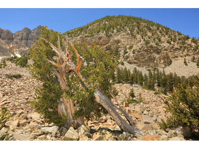 Pinus longaeva (Great basin bristlecone pine) #48192