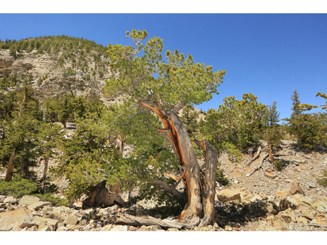 Pinus flexilis (Limber pine) #48194