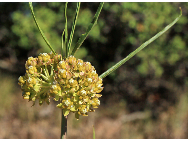 Asclepias rusbyi (Rusby's milkweed) #48197