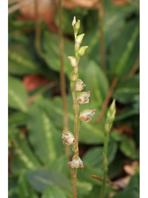 Goodyera oblongifolia (Western rattlesnake plantain) #48200