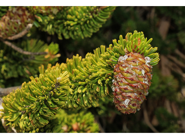 Pinus longaeva (Great basin bristlecone pine) #48208