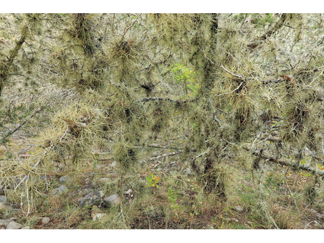 Tillandsia recurvata (Small ball moss) #48219