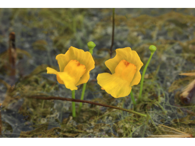 Utricularia gibba (Humped bladderwort) #48223