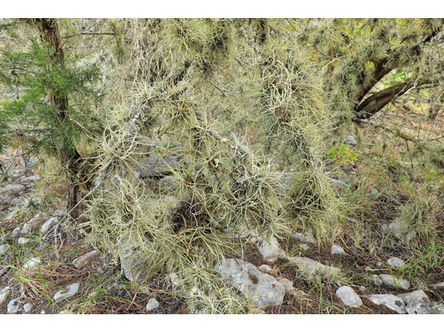 Tillandsia recurvata (Small ball moss) #48246