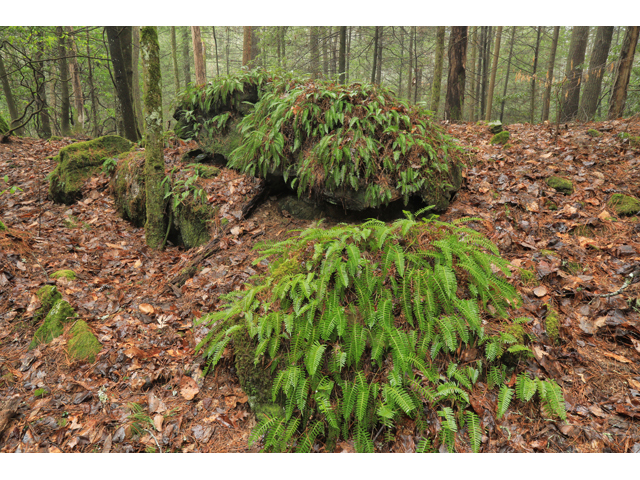 Polypodium appalachianum (Appalachian rockcap fern) #48275