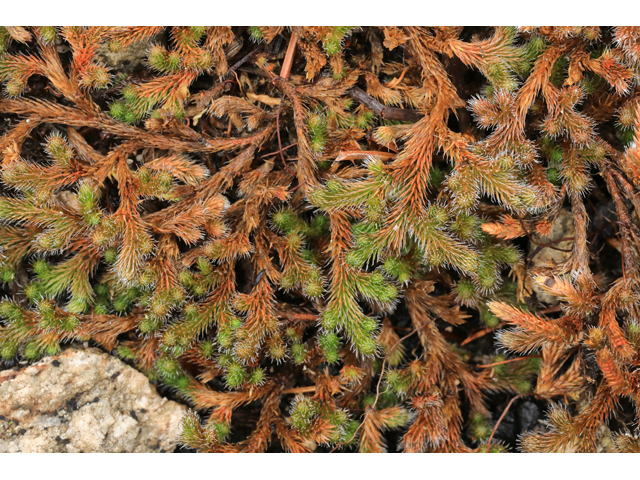 Selaginella rupestris (Rock spike-moss) #48280