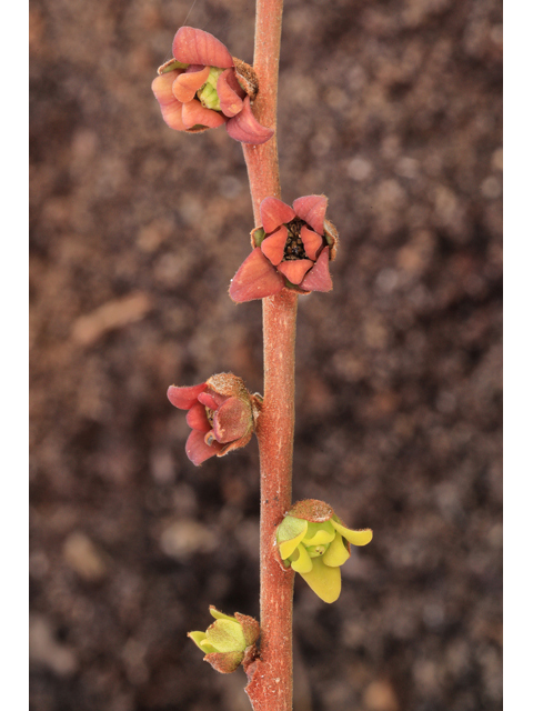 Asimina parviflora (Smallflower pawpaw) #48283