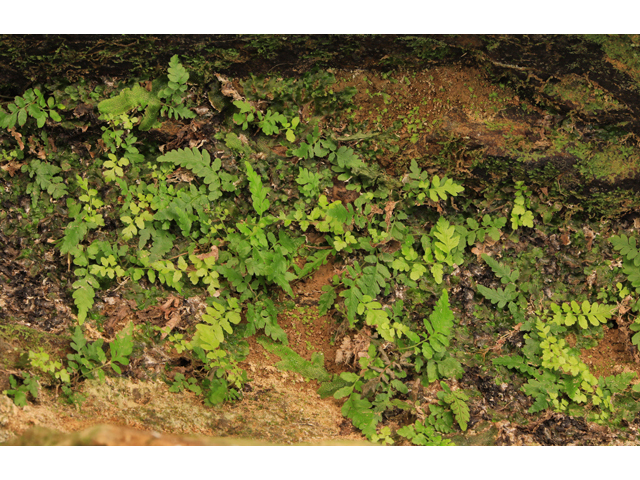 Thelypteris pilosa var. alabamensis (Alabama maiden fern) #48285