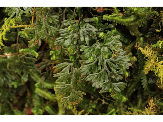 Hymenophyllum tunbrigense (Tunbridge filmy fern) #48286