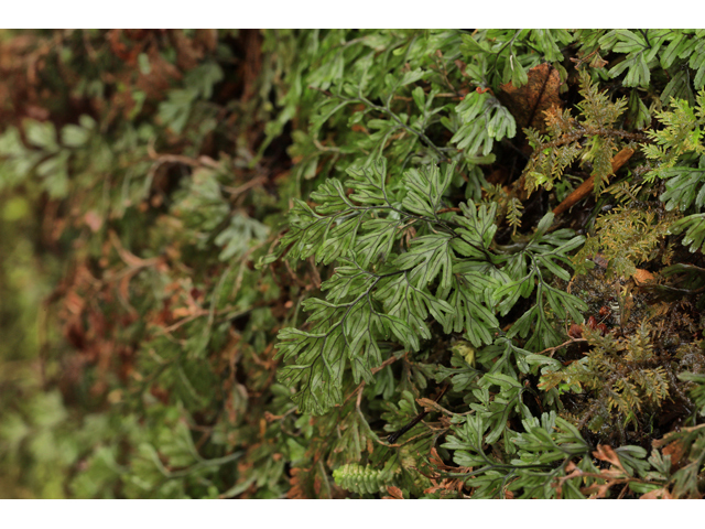 Hymenophyllum tunbrigense (Tunbridge filmy fern) #48293