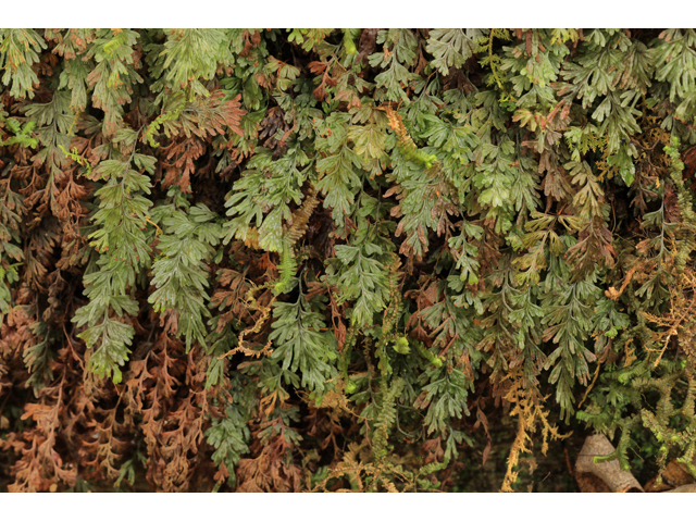 Hymenophyllum tunbrigense (Tunbridge filmy fern) #48294