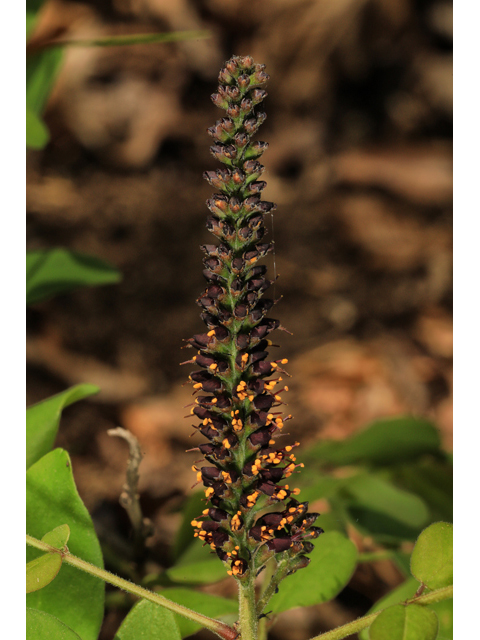 Amorpha schwerinii (Piedmont indigo bush) #48301