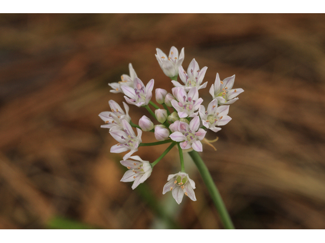 Allium canadense var. mobilense (Meadow garlic) #48314