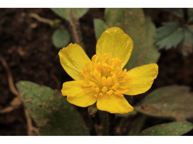 Ranunculus hispidus (Bristly buttercup) #48319