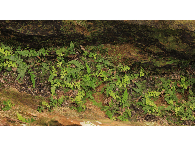 Thelypteris pilosa var. alabamensis (Alabama maiden fern) #50151